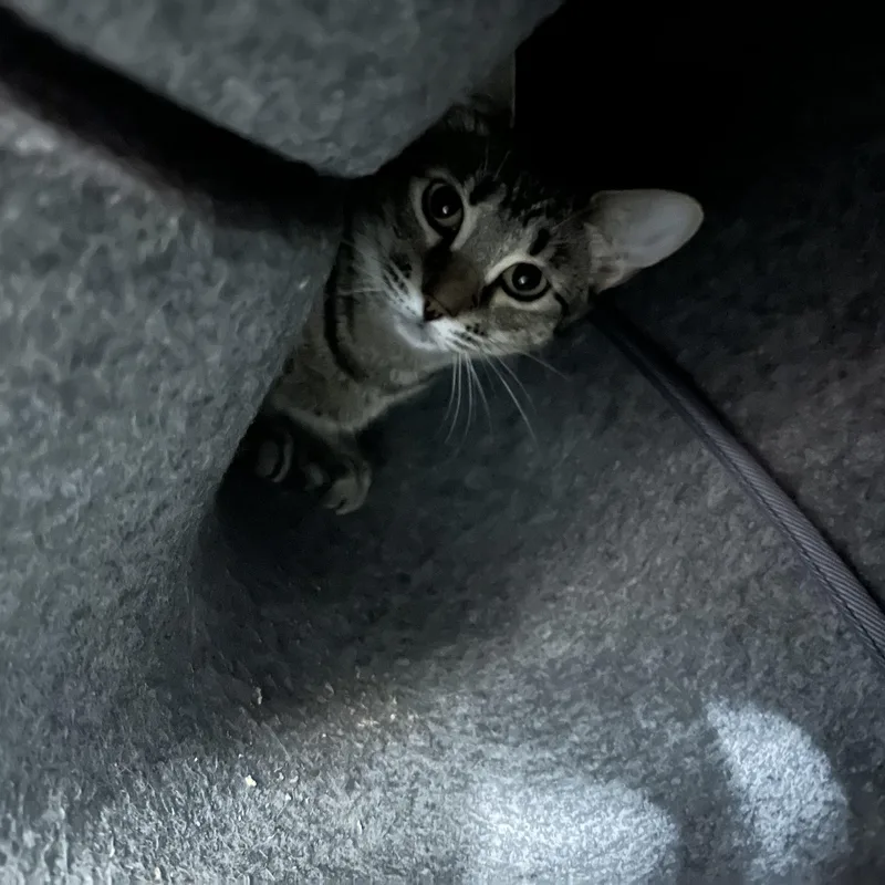 Mandy & Magnolia thumbnail 2