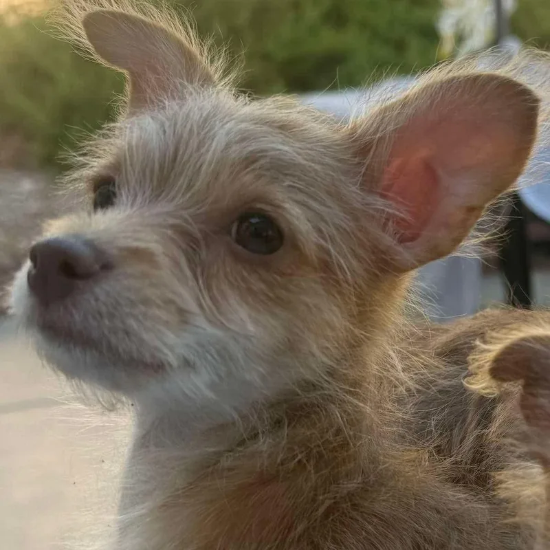 A baby small-sized female Yellow / Tan / Blond / Fawn Chihuahua dog named Scone for adoption in Las Vegas, NV