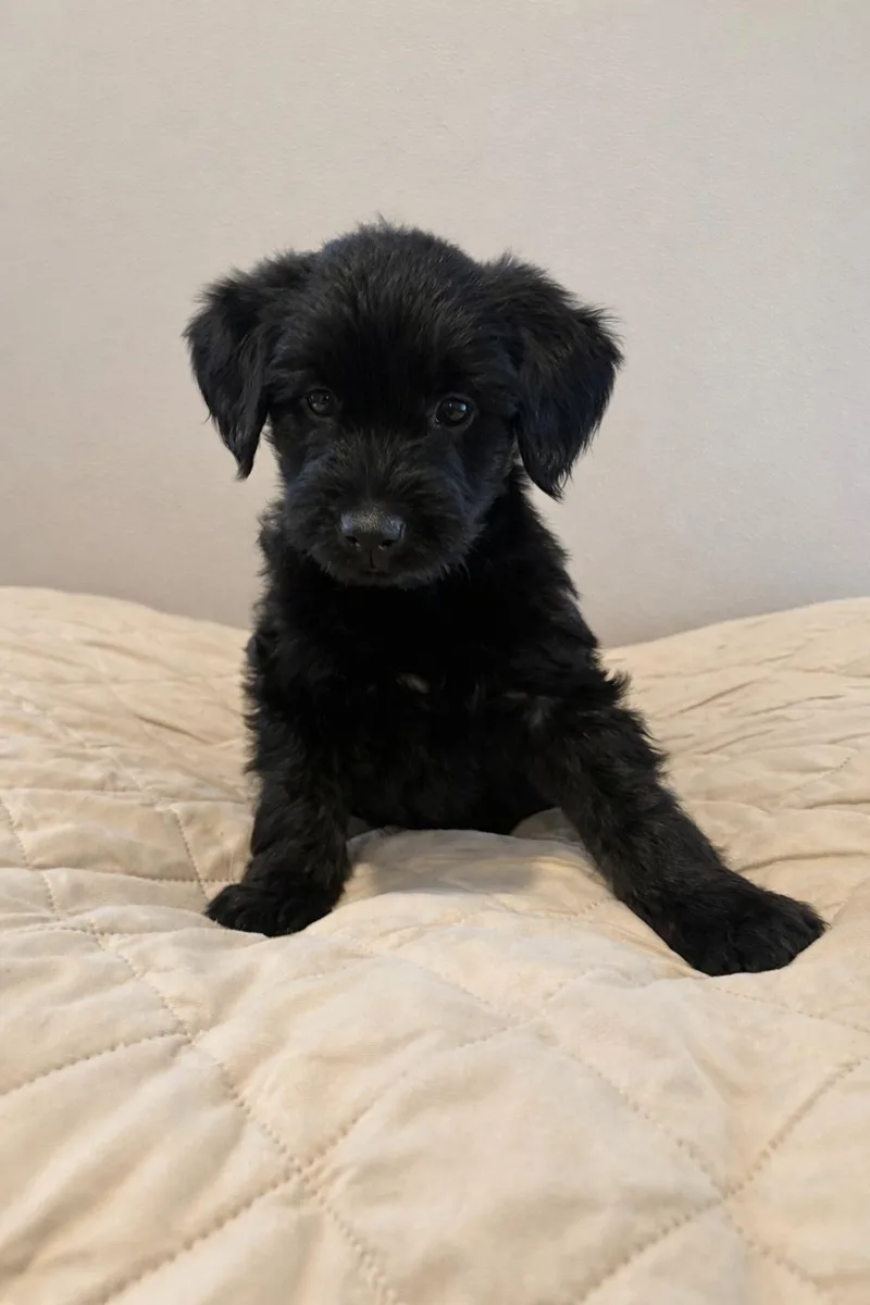 A baby medium-sized female Black Goldendoodle dog named Ciera for adoption in Wedgefield, SC