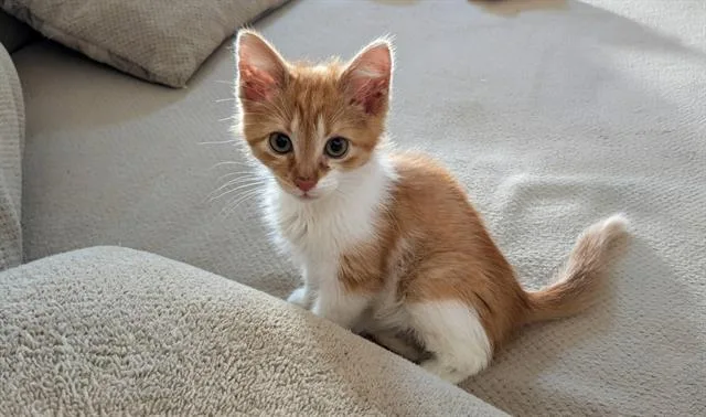 A baby small-sized male Domestic Short Hair cat named Shaggy for adoption in Charlotte, NC