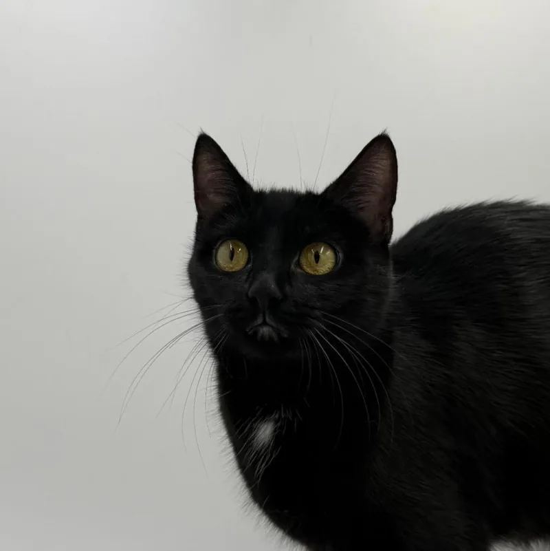 A young medium-sized female Domestic Short Hair cat named Dancing Queen for adoption in State College, PA