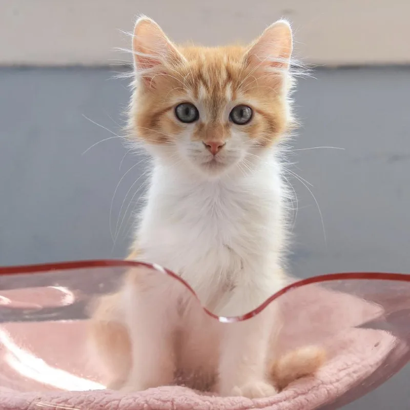 A baby small-sized male Orange / Red Domestic Short Hair cat named Bjorn for adoption in Los Angeles, CA