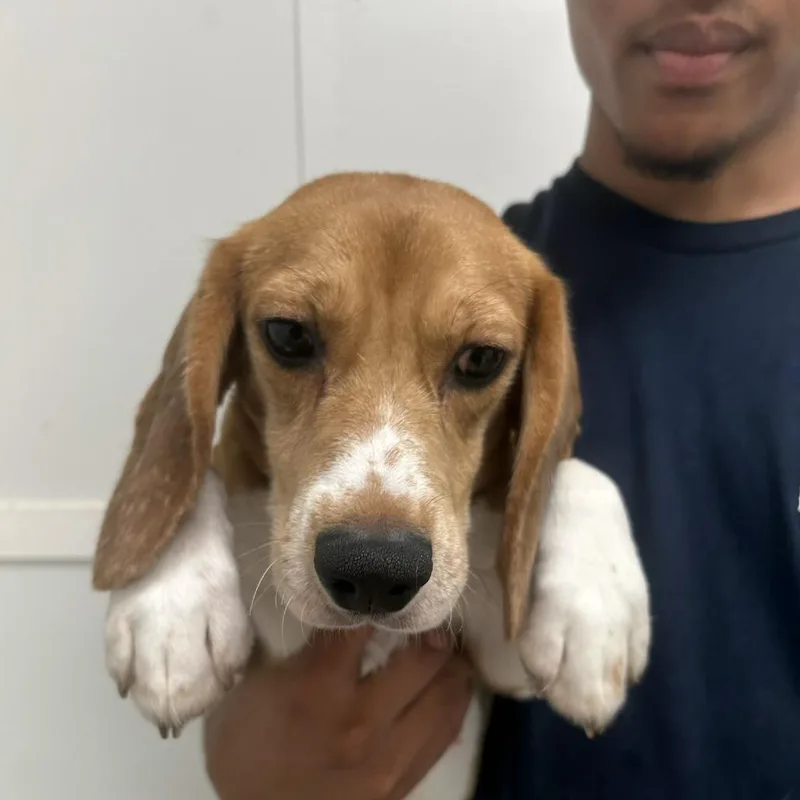 A young small-sized female Brown / Chocolate Beagle dog named Hannah for adoption in LOXAHATCHEE, FL