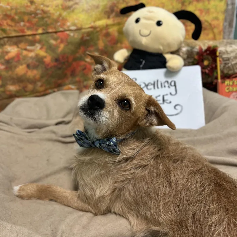 A senior medium-sized male Yellow / Tan / Blond / Fawn Wirehaired Terrier dog named Gus for adoption in Harrisville, WV