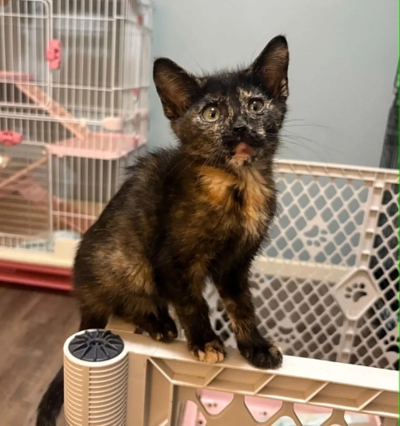 A baby small-sized female Tortoiseshell cat named indie C Grace for adoption in Saunderstown, RI