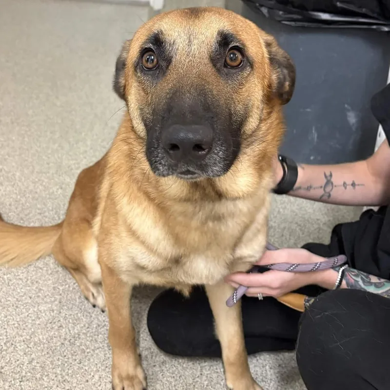 A young large-sized male Yellow / Tan / Blond / Fawn German Shepherd Dog dog named Ronni for adoption in Gloucester, VA