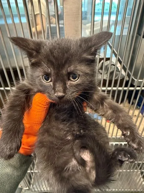 A baby small-sized male Domestic Short Hair cat named Push Pop for adoption in Baytown, TX