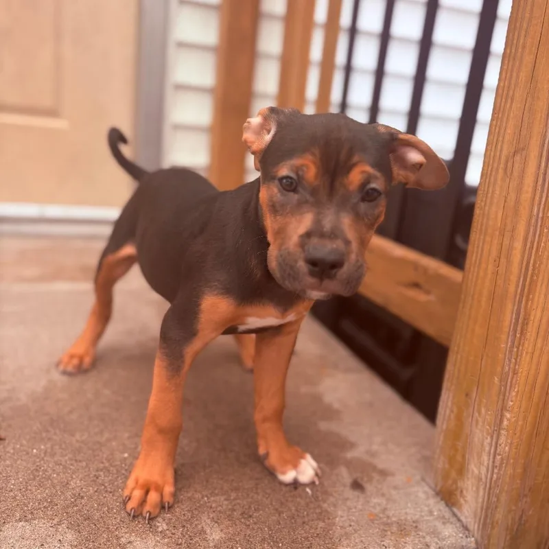 A baby medium-sized male Pit Bull Terrier dog named Beignet for adoption in Fenton, MI