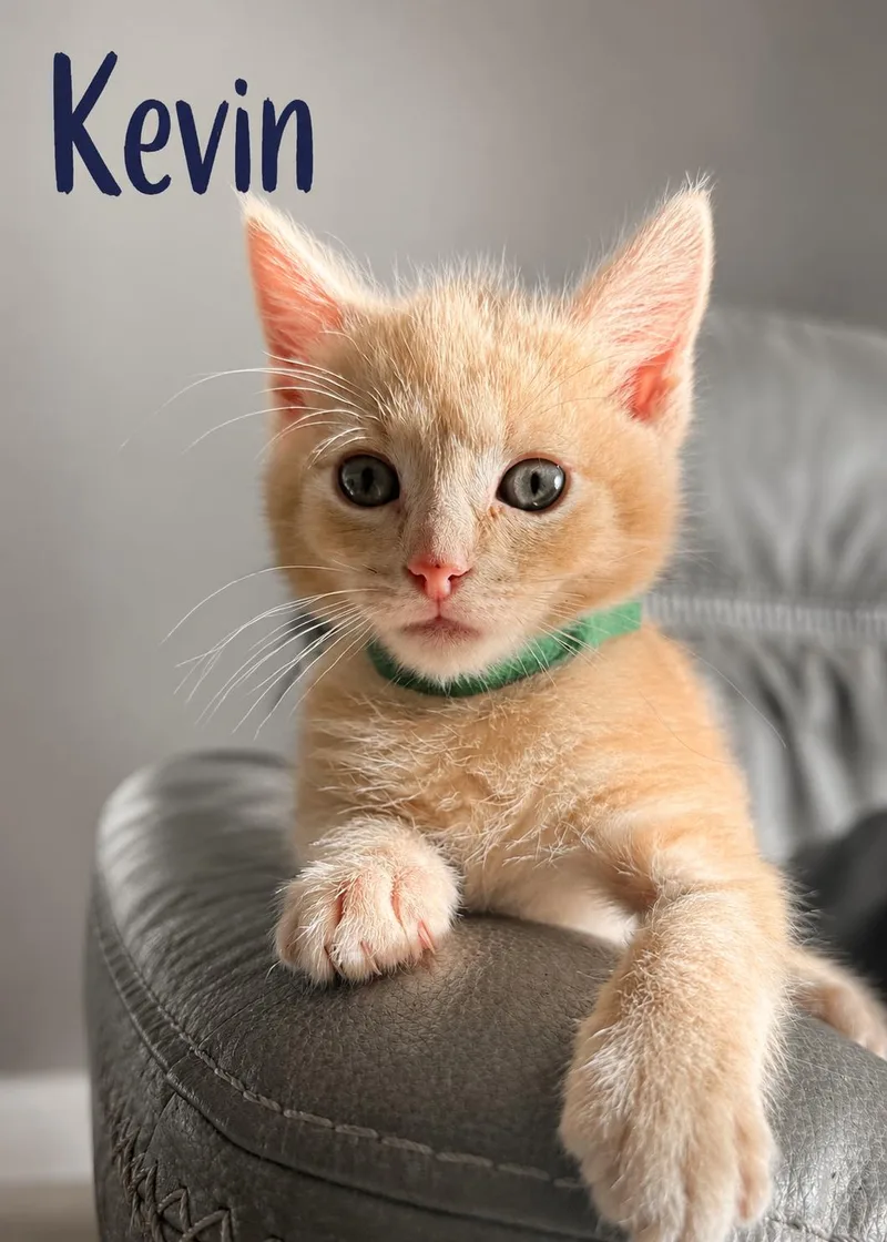 A baby medium-sized male Buff / Tan / Fawn Domestic Medium Hair cat named Kevin & Bacon for adoption in Lemoyne, PA