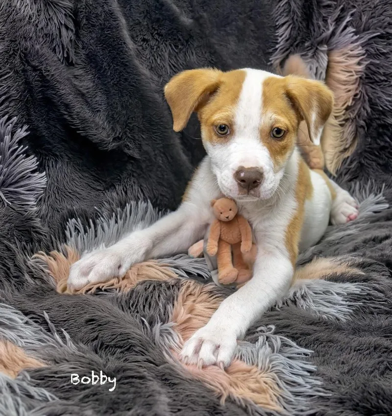 Bobby