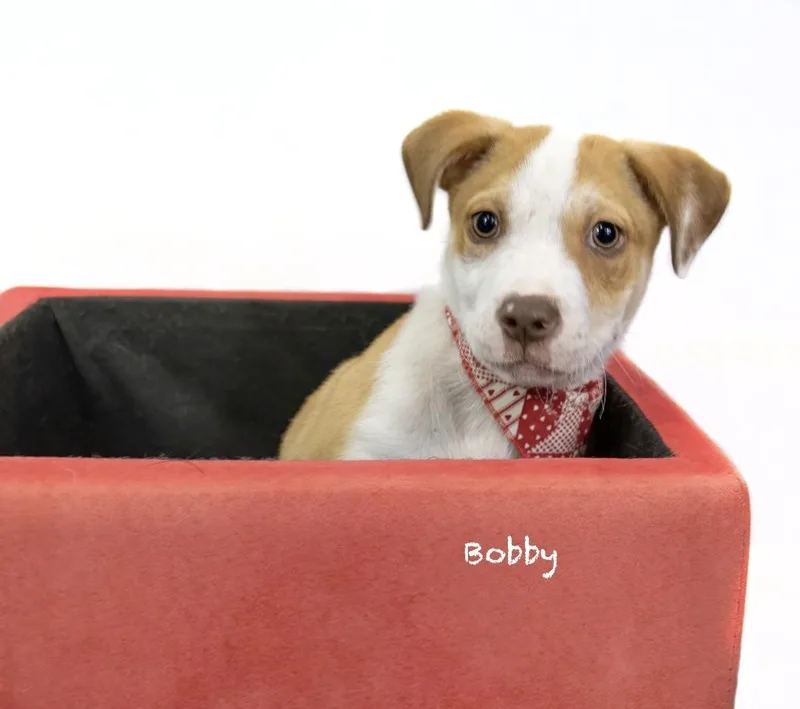 Bobby thumbnail 4