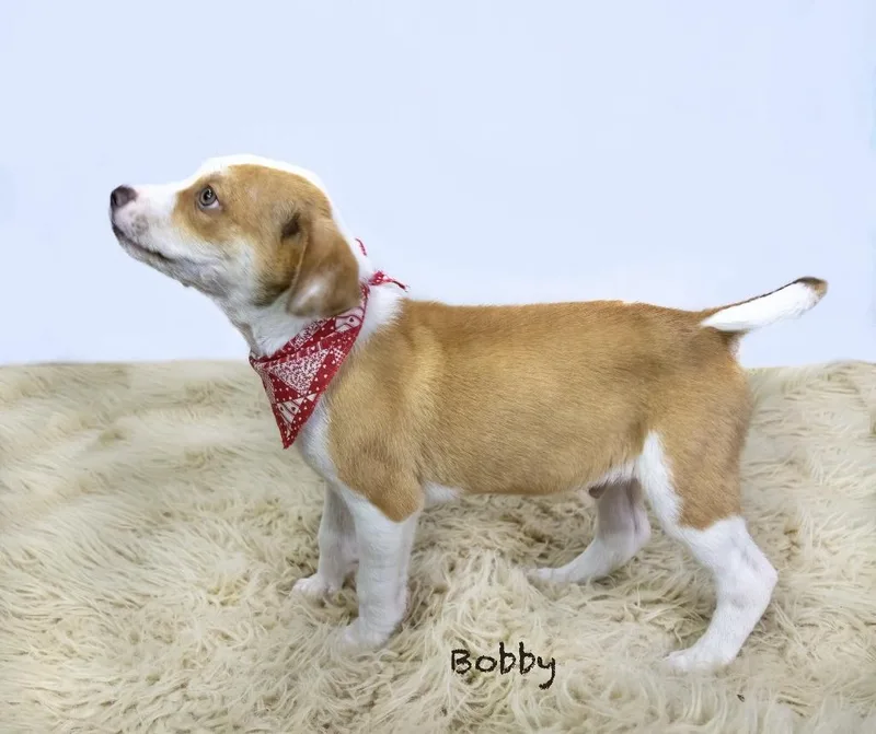 Bobby thumbnail 5