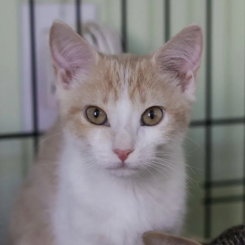 A baby small-sized female Buff / Tan / Fawn Domestic Short Hair cat named Hazelnut for adoption in Los Angeles, CA