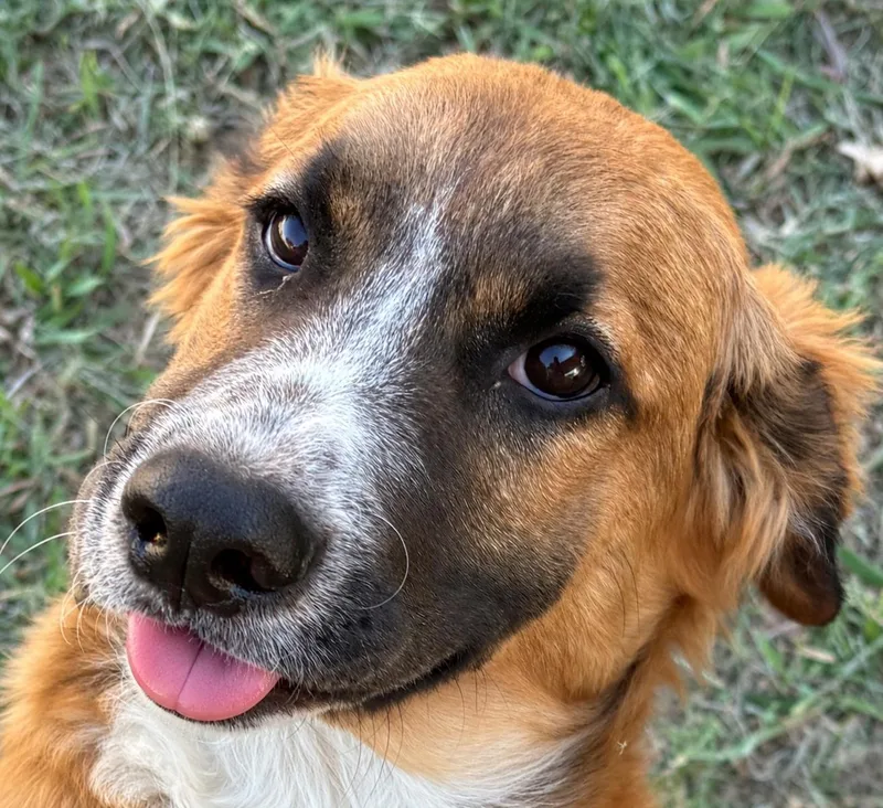 A baby medium-sized female Golden Retriever dog named Daphne for adoption in Dallas, TX
