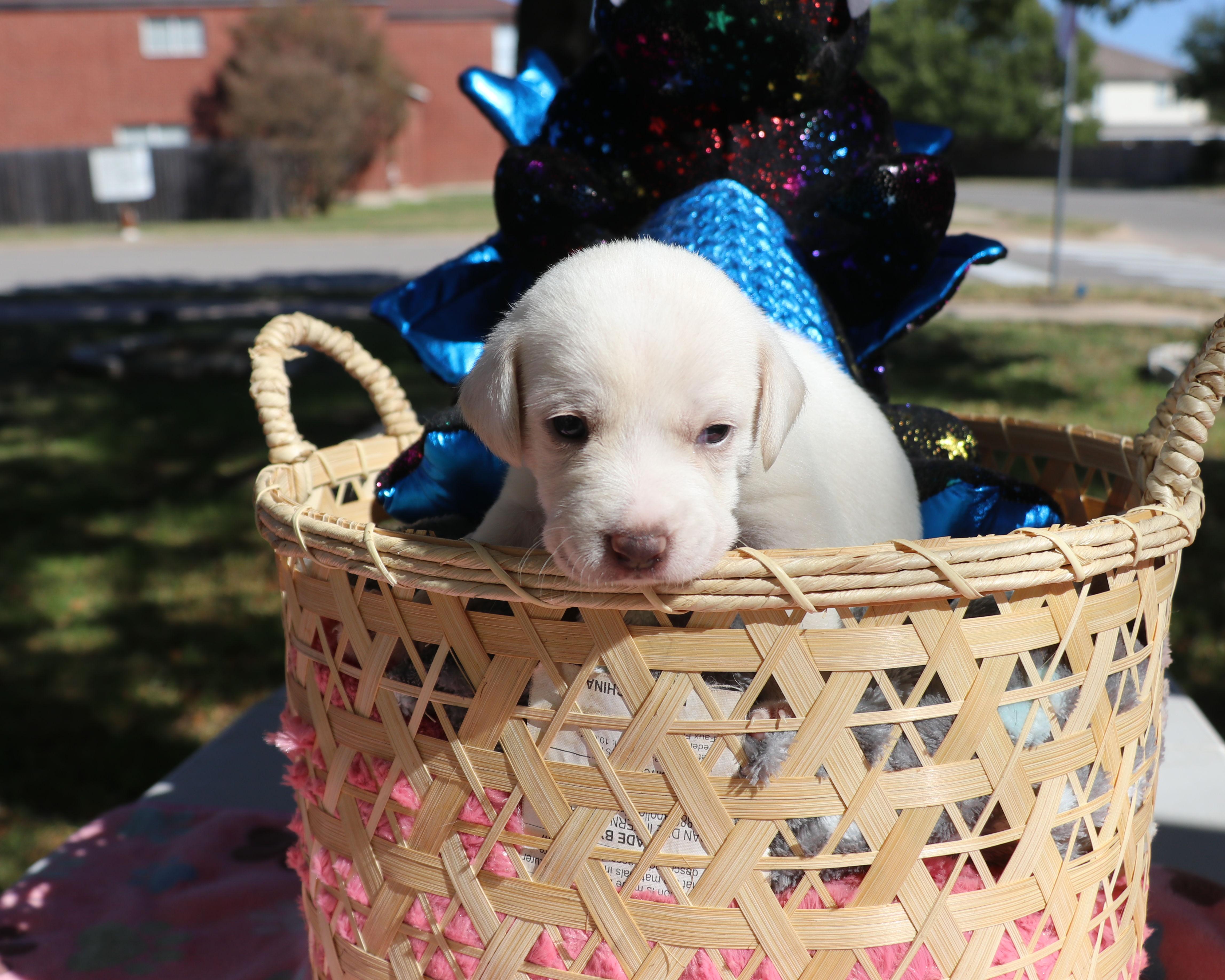 Ouida Pearl thumbnail 2