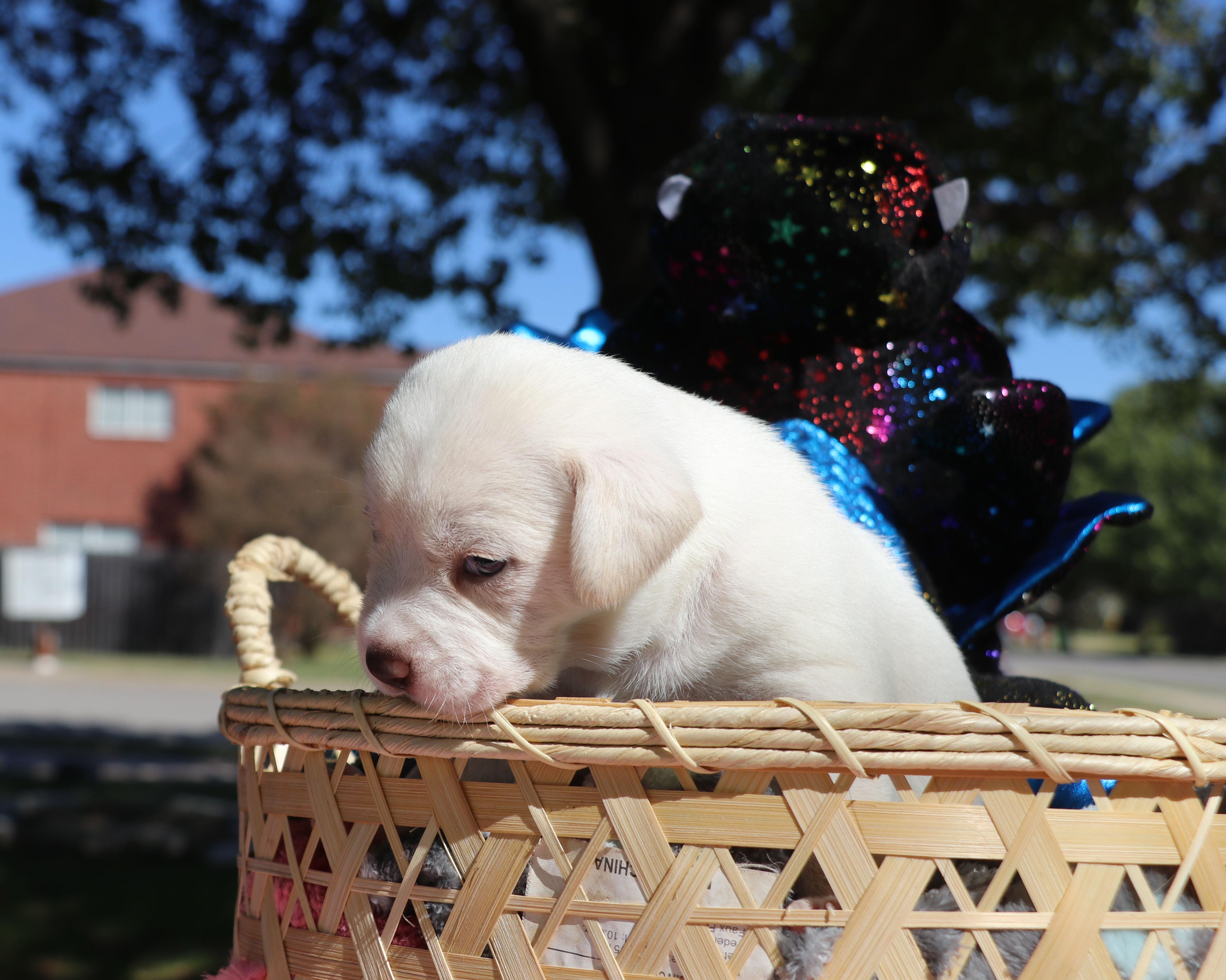 Ouida Pearl thumbnail 3