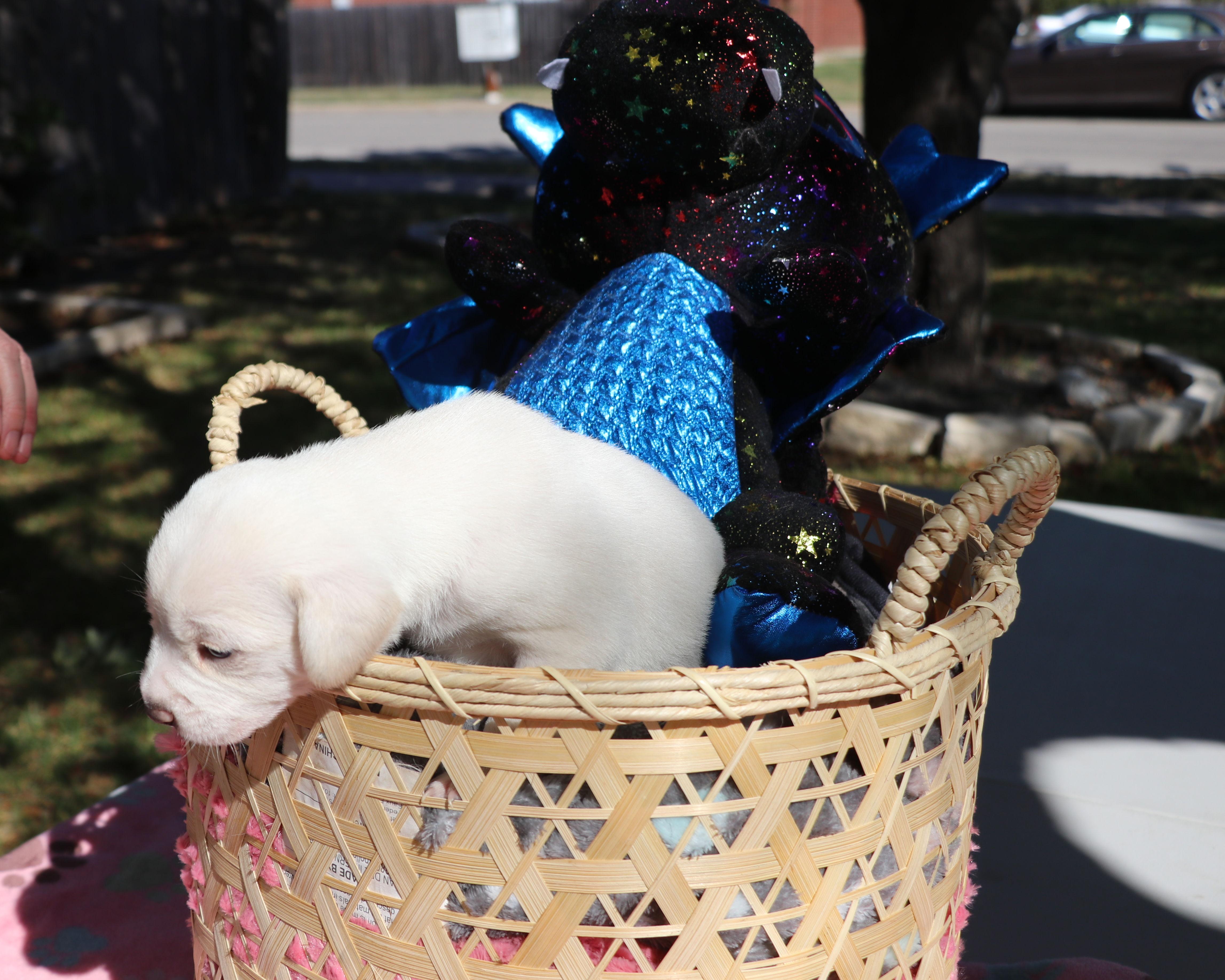 Ouida Pearl thumbnail 4