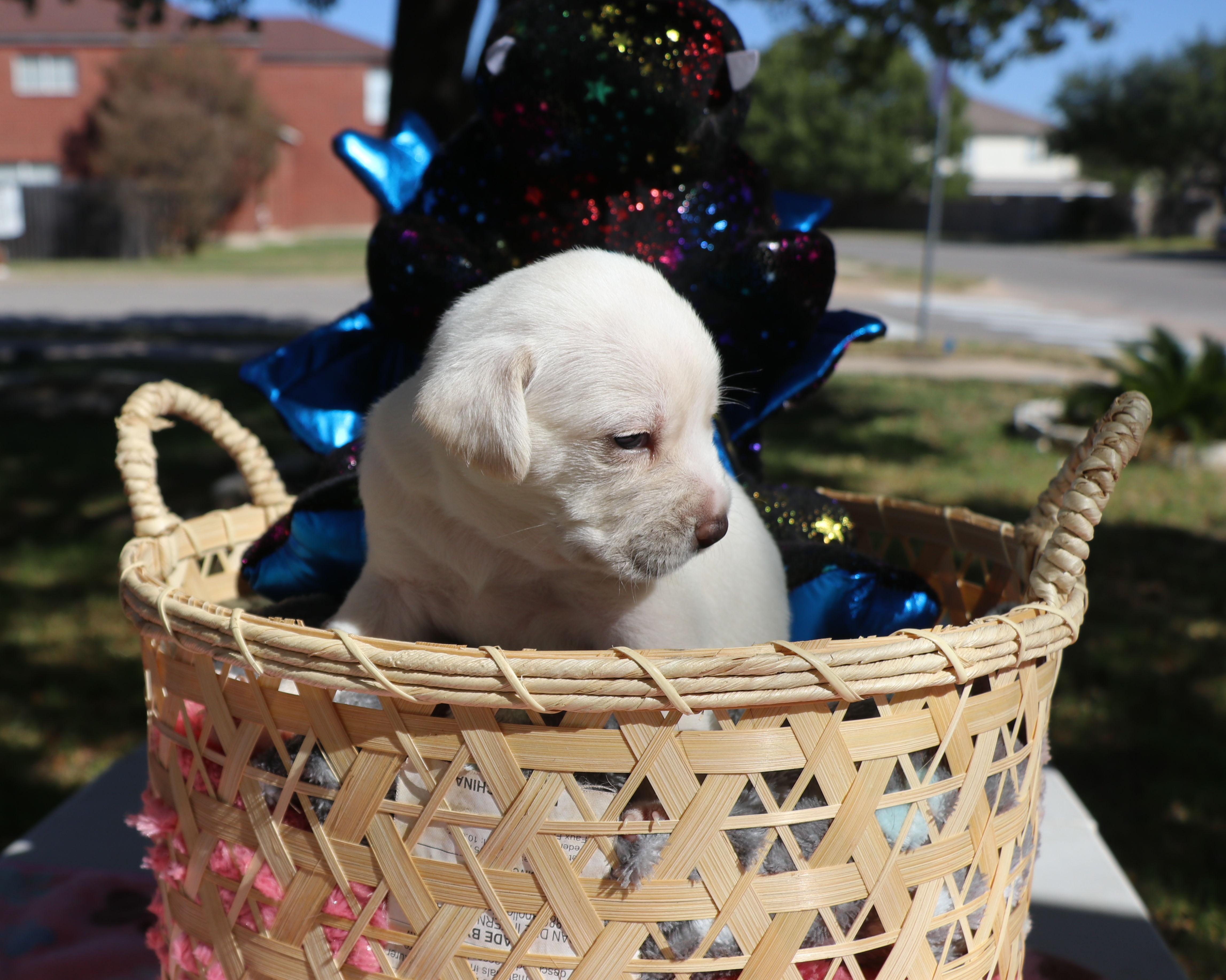 Ouida Pearl thumbnail 5