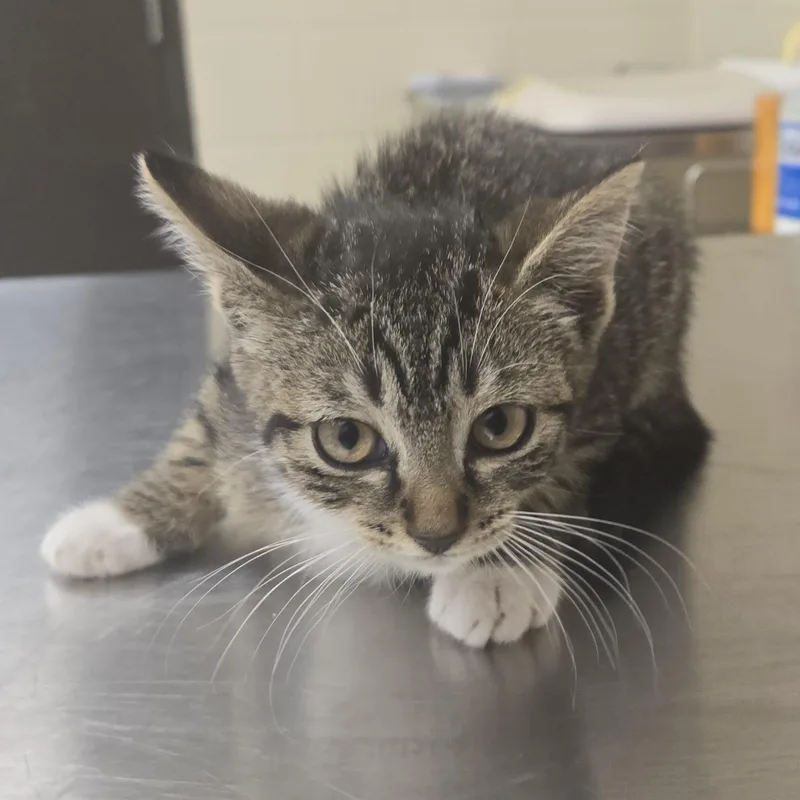 A young medium-sized female Black Domestic Short Hair cat named Barbie for adoption in Xenia , OH