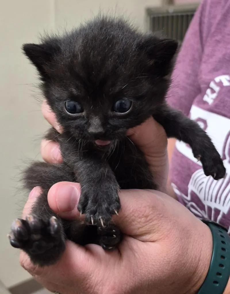 A baby medium-sized male Domestic Short Hair cat named Wheaties for adoption in Christiansburg, VA
