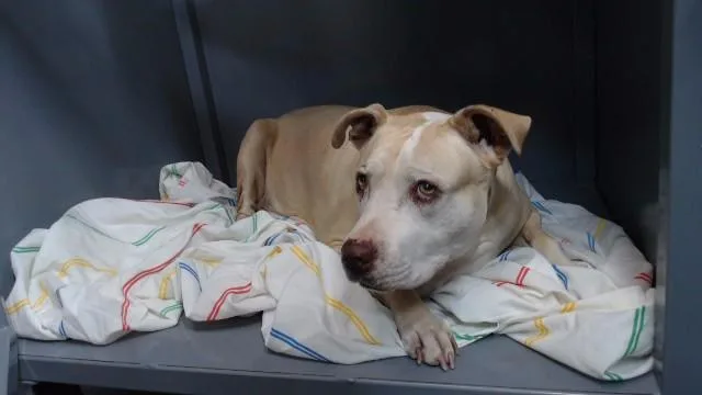 An adult medium-sized female Pit Bull Terrier dog named Roxy for adoption in Downey, CA