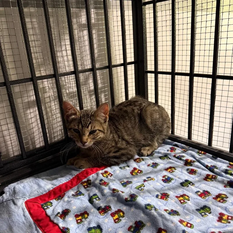A baby small-sized male Gray / Blue / Silver Domestic Short Hair cat named Grady for adoption in Ferndale, WA