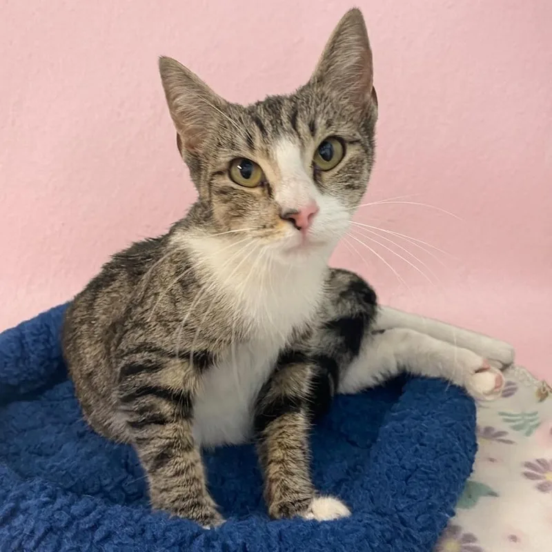 A young medium-sized female Brown / Chocolate Domestic Short Hair cat named Turmeric for adoption in Hawthorne, CA