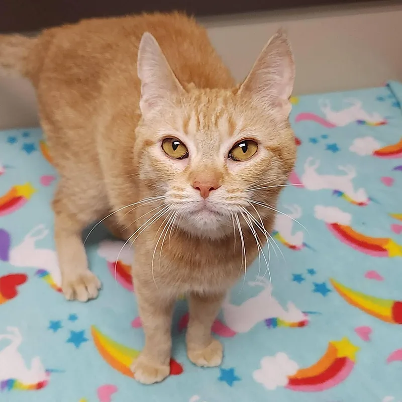An adult medium-sized female Tabby (Orange / Red) Tabby cat named Chickasaw for adoption in Marshfield, WI