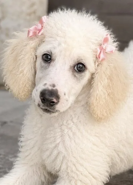A baby medium-sized female Apricot / Beige Standard Poodle dog named Elaina for adoption in Cerritos, CA