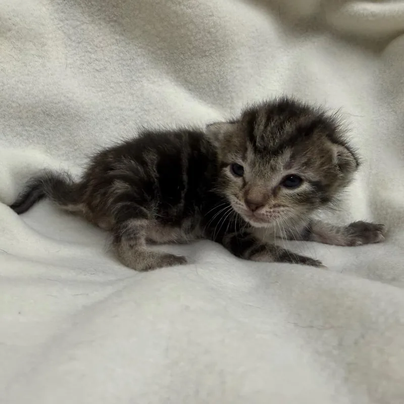 A baby small-sized male Black Domestic Short Hair cat named Connor for adoption in Hamilton, GA