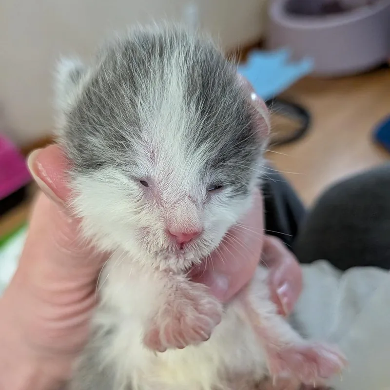 Cosmo