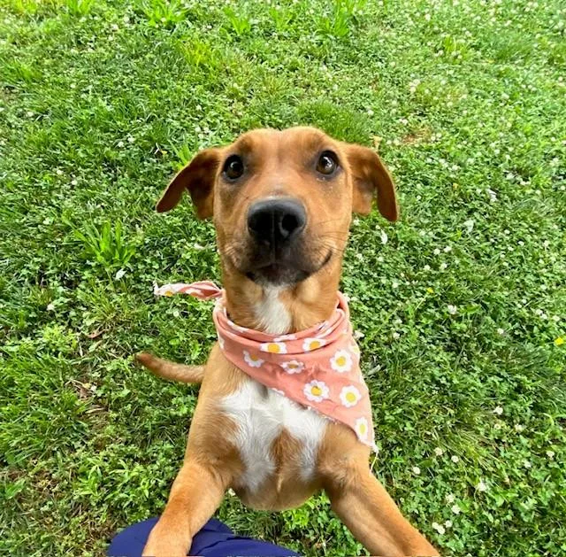 An adult medium-sized female Red / Chestnut / Orange Shepherd dog named Buttercup for adoption in Fayetteville, AR