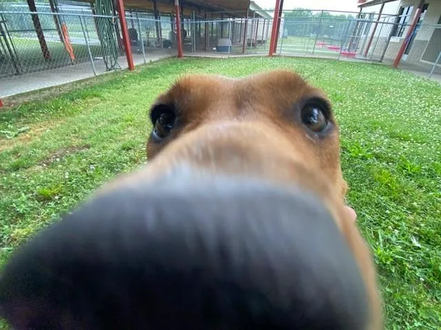 Buttercup thumbnail 4