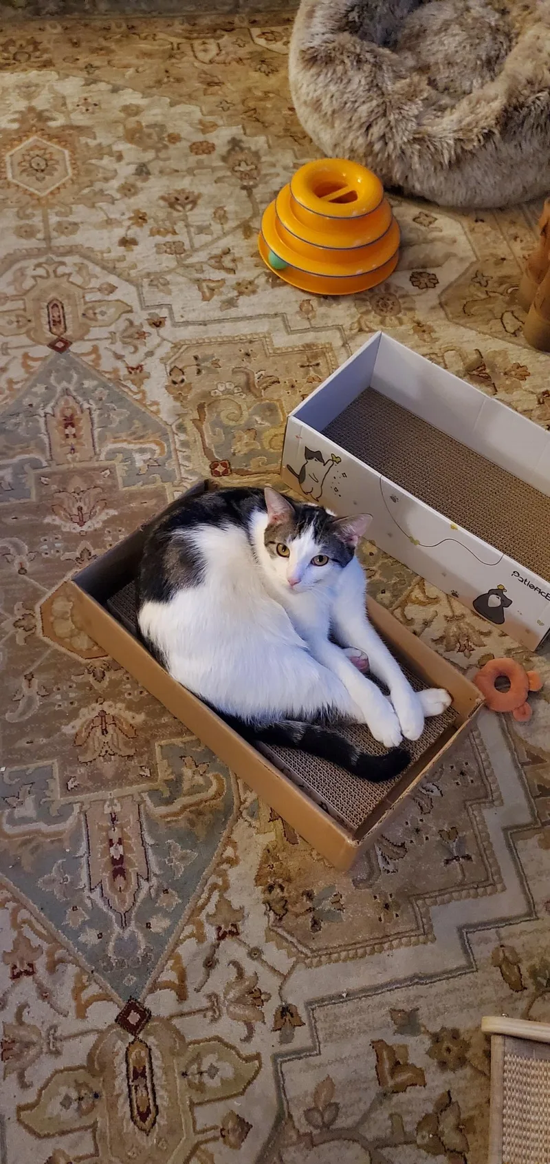 Boots & Devon  thumbnail 4