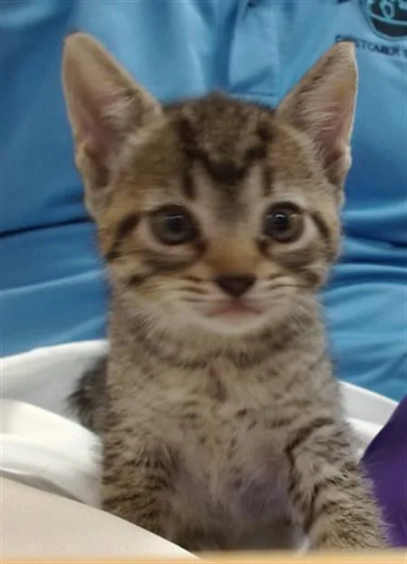 A baby small-sized female Domestic Short Hair cat named Mercy for adoption in Miami, FL