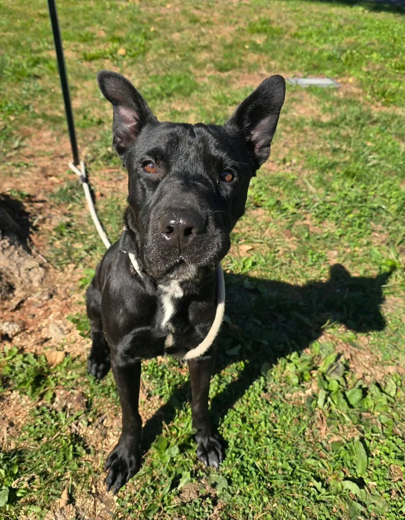 An adult medium-sized male Black German Shepherd Dog dog named Zane for adoption in Springfield, IL
