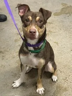 A baby medium-sized male Border Collie dog named Bernie for adoption in Cleveland, OH