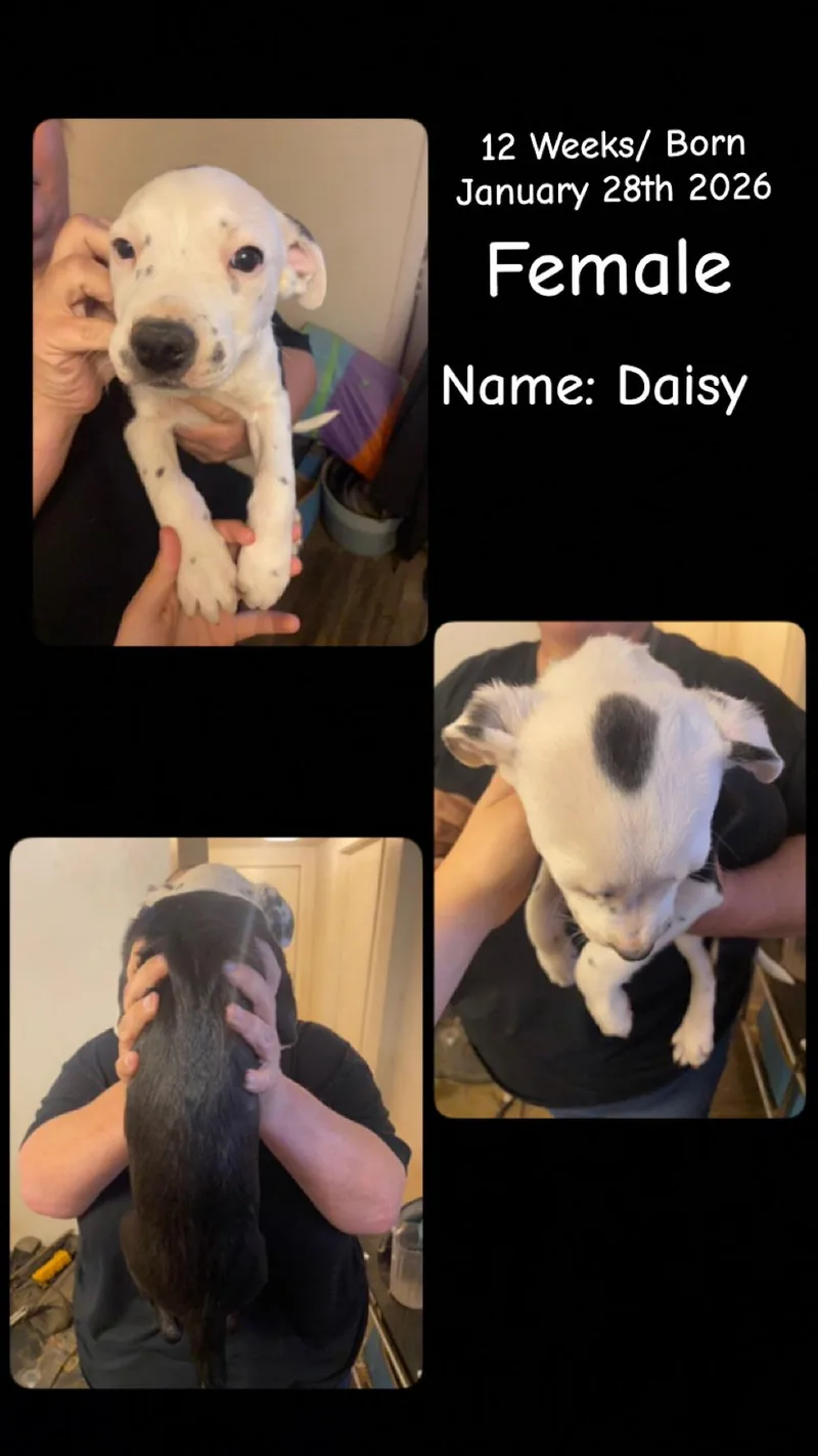 Lolp Daisy