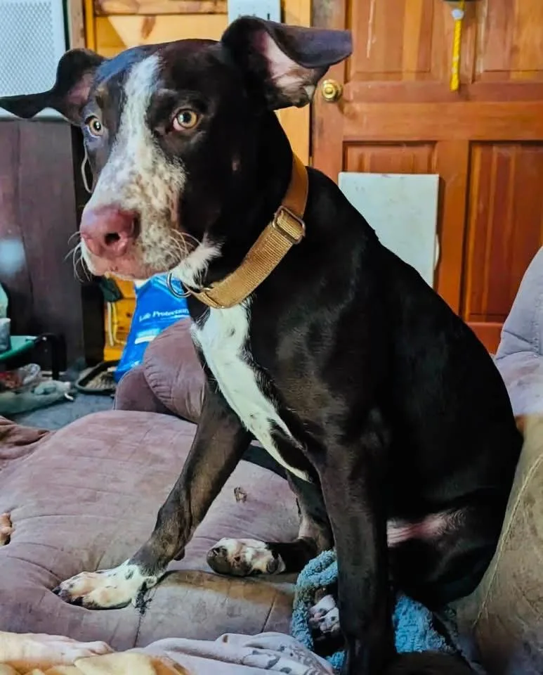 A young medium-sized male Brown / Chocolate Mixed Breed dog named Oreo for adoption in Brooks, ME