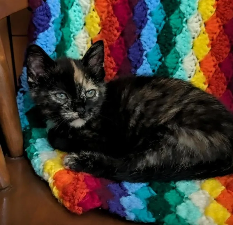 A baby small-sized female Domestic Short Hair cat named Truffle for adoption in Newnan, GA