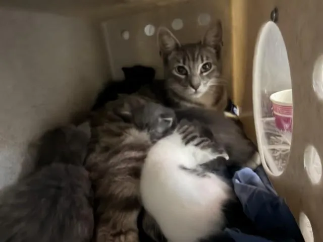 A young large-sized female Domestic Short Hair cat named Sable for adoption in San Bernardino, CA