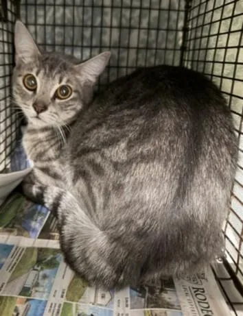 A young small-sized female Domestic Short Hair cat named Spas for adoption in Van Nuys, CA