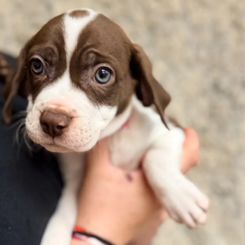 A baby small-sized female Brown / Chocolate Beagle dog named Miranda for adoption in Columbus, GA