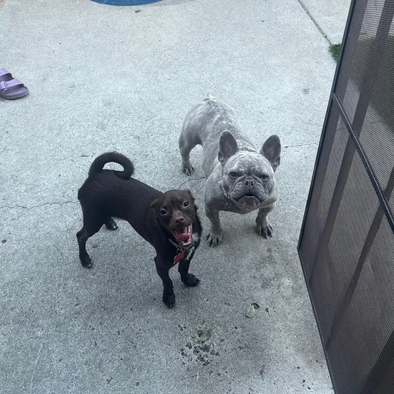 A baby small-sized male Brown / Chocolate Pug dog named Hubba Bubba for adoption in Oceanside, CA