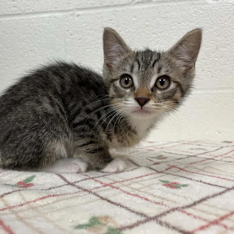 A baby small-sized male Brown / Chocolate Domestic Short Hair cat named Wacky Wednesday for adoption in Charlottesville, VA