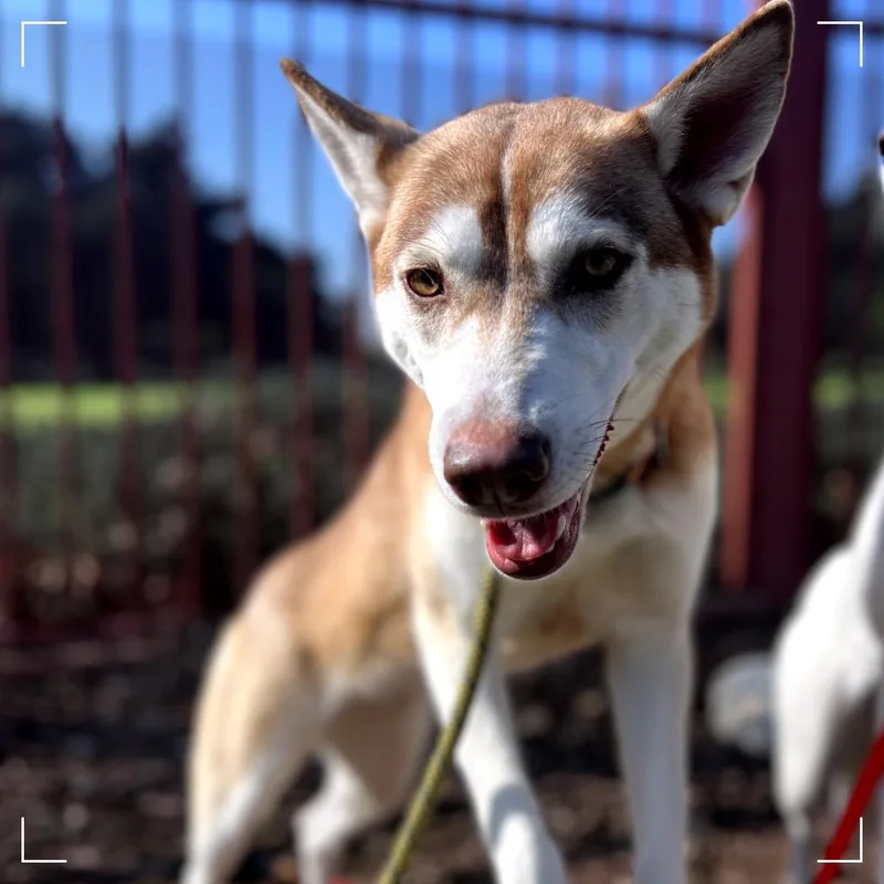 An adult medium-sized female Yellow / Tan / Blond / Fawn Husky dog named Checkers for adoption in Upland, CA