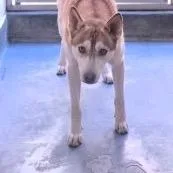 Checkers thumbnail 2