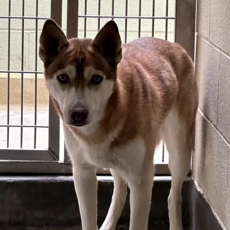 Checkers thumbnail 3