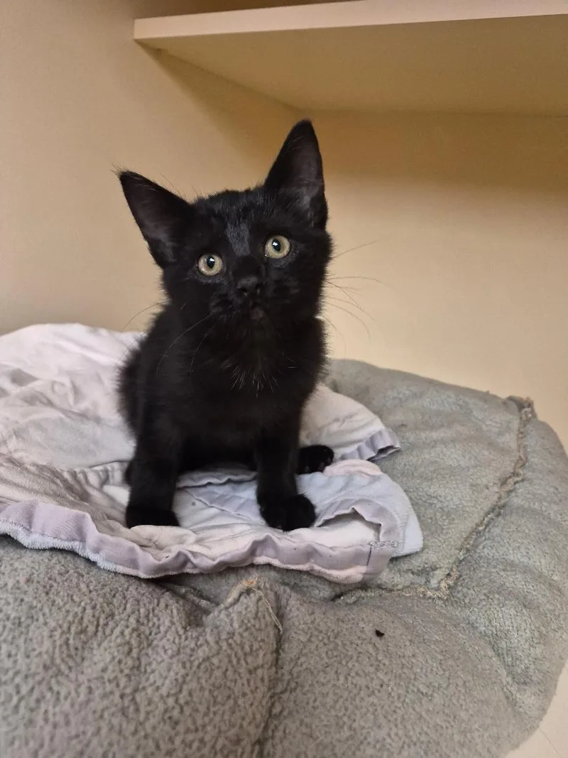 A baby medium-sized male Black Domestic Short Hair cat named Edgar for adoption in Hays, KS