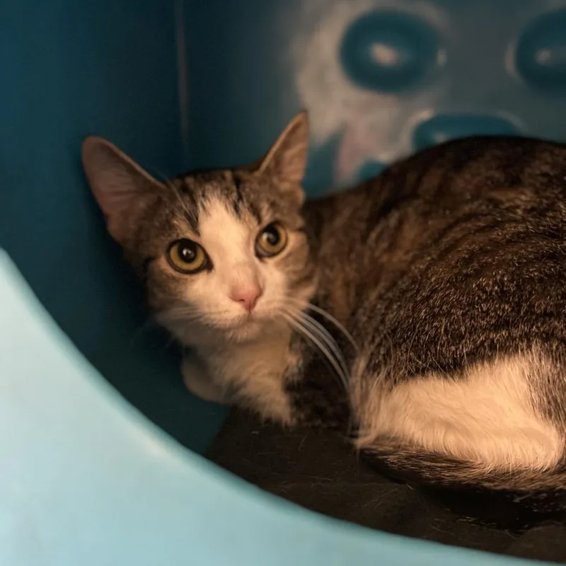 An adult medium-sized female Brown / Chocolate Domestic Short Hair cat named Lillian for adoption in Waukesha, WI